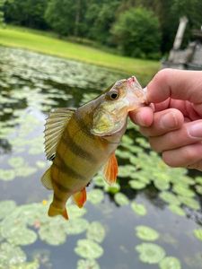European Perch