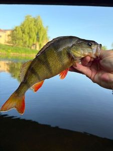 European Perch