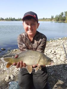 Common Carp