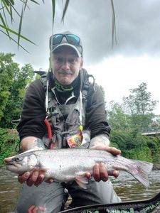 Rainbow Trout