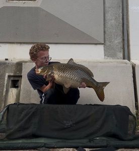Common Carp