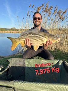 Common Carp
