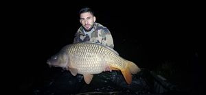 Common Carp