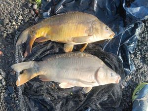 Mirror Carp