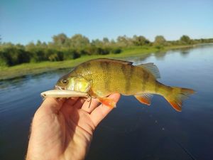 European Perch