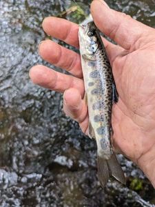 Atlantic Salmon (Juvenile)