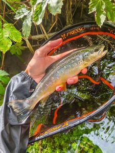 Brown Trout