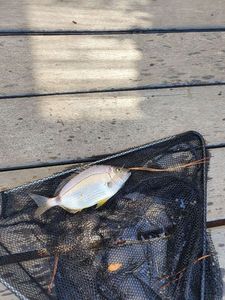 Gilthead Seabream