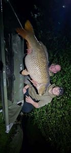 Common Carp
