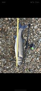 European Bass (Seabass)
