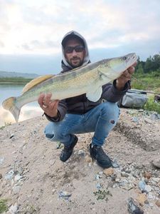 Zander