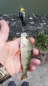European Perch