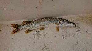 Northern Pike