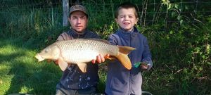 Common Carp
