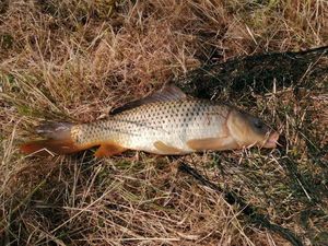 Common Carp caught by Jean-Yves Ploquin