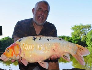 Koï Fish