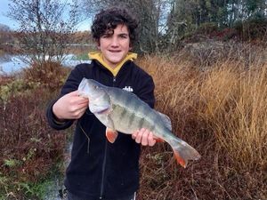 European Perch