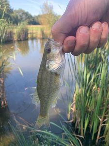 Largemouth Bass