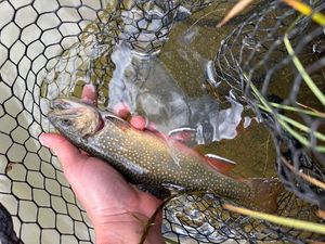 Brook Trout