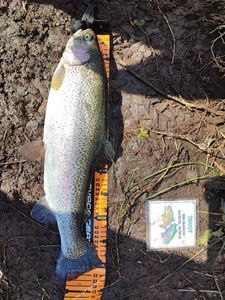 Rainbow Trout