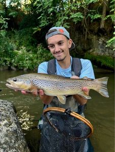 Brown Trout