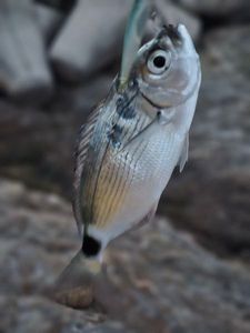 Saddled Seabream