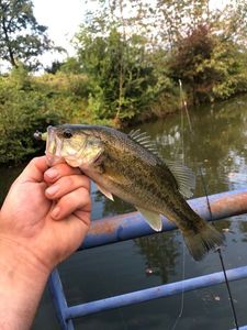 Largemouth Bass