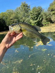 Largemouth Bass