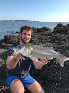 European Bass (Seabass)