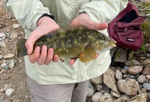 Ballan Wrasse