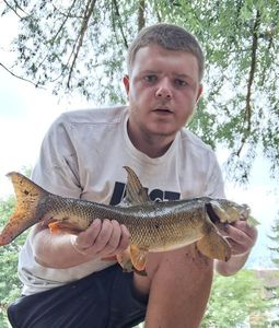 Barbel