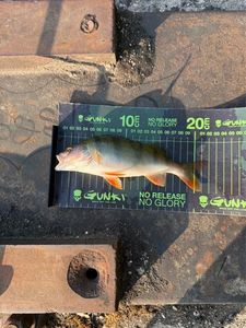 European Perch