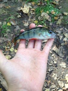 European Perch