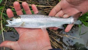 Sea Trout