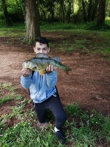 European Perch