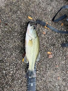 Largemouth Bass