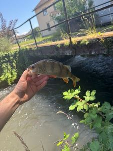 European Perch