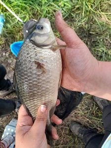 Crucian Carp