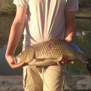 Common Carp