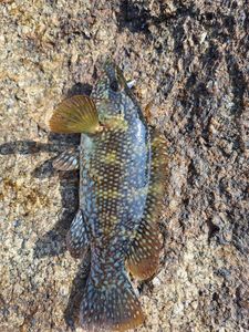 Ballan Wrasse