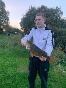 European Perch