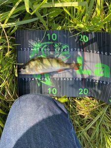 European Perch