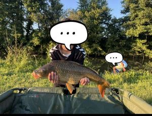 Common Carp