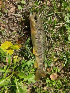 Brown Trout