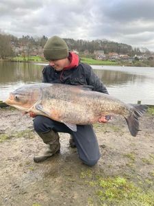 Silver Carp