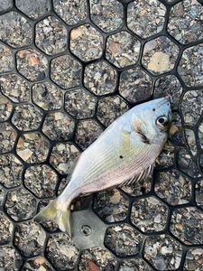 Gilthead Seabream