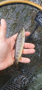 Brown Trout
