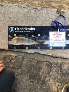European Perch