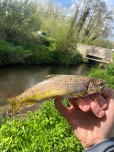 Brown Trout