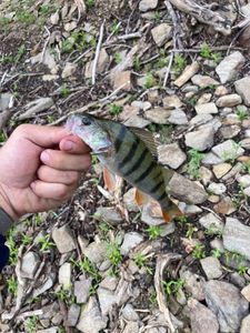 European Perch
